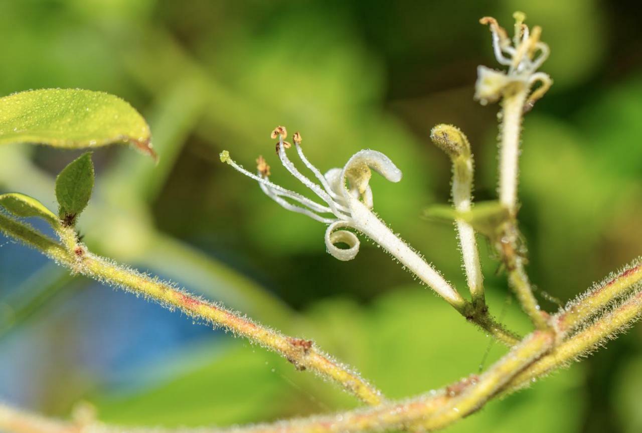 The Wild Seeds Chauvigny Exterior foto